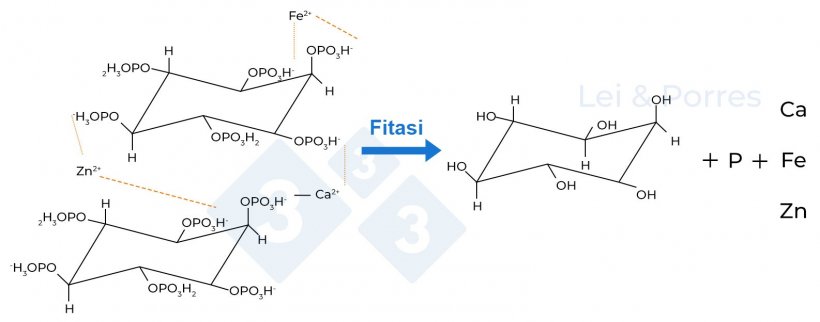 Figura 2. Rappresentazione dell&#39;idrolisi completa dell&#39;acido fitico ad opera della fitasi, processo da cui si ottengono inositolo, fosfato e altri elementi come Calcio (Ca), Ferro (Fe), Zinco (Zn), amminoacidi o altri nutrienti che si legano all&#39;acido fitico (Lei e Porres, 2003).
