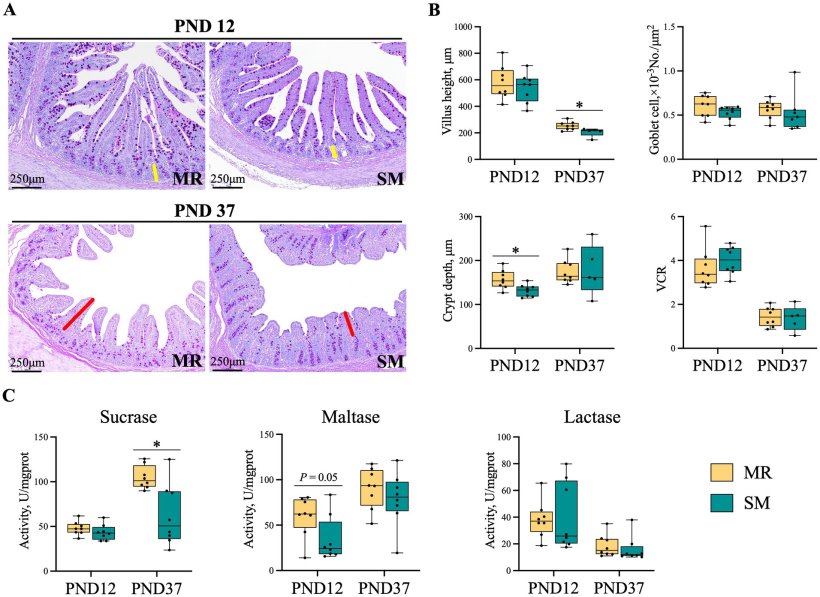 Figura 5. Effetti di MR e SM sulla morfologia ileale e sull'attività disaccaridasica del digiuno nei suinetti. PND: giorno postnatale. (A) Colorazione con Acido Periodico di Shiff (PAS): il giallo rappresenta la profondità delle cripte e il rosso l'altezza dei villi. Barra = 250 μm. (B) Valutazione morfologica dell'epitelio della mucosa ileale. (C) Attività disaccaridasica del tessuto digiunale. I dati sono presentati come media ± errore standard (SEM). *p < 0,05.
