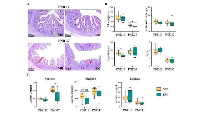 Figura 5. Effetti di MR e SM sulla morfologia ileale e sull'attività disaccaridasica del digiuno nei suinetti. PND: giorno postnatale. (A) Colorazione con Acido Periodico di Shiff (PAS): il giallo rappresenta la profondità delle cripte e il rosso l'altezza dei villi. Barra = 250 μm. (B) Valutazione morfologica dell'epitelio della mucosa ileale. (C) Attività disaccaridasica del tessuto digiunale. I dati sono presentati come media ± errore standard (SEM). *p < 0,05.