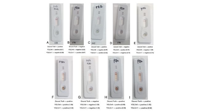 Figura 4 Esempio di immagini classificate da YOLOv8 e YOLOv11. Il risultato di verità di base è mostrato subito sotto un'immagine, seguito dalla previsione del modello e dalla confidenza del modello tra parentesi. Fonte: American Journal of Veterinary Research 86, S1; 10.2460/ajvr.24.10.0305