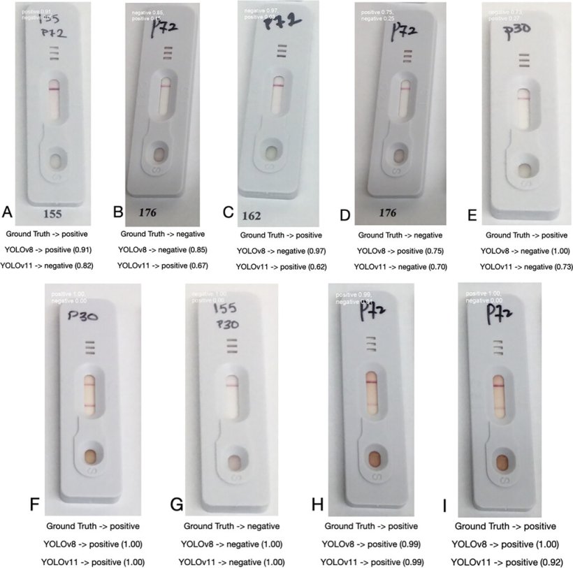 Figura 4 Esempio di immagini classificate da YOLOv8 e YOLOv11. Il risultato di verità di base è mostrato subito sotto un'immagine, seguito dalla previsione del modello e dalla confidenza del modello tra parentesi. Fonte: American Journal of Veterinary Research 86, S1; 10.2460/ajvr.24.10.0305