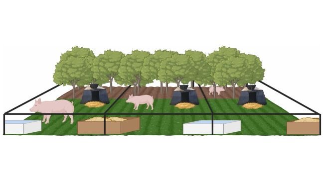Fig. 1. Schema schematico del progetto dei campi parto. Creato con BioRender.com.