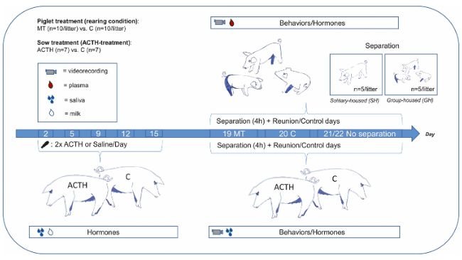 Fig. 1. Panoramica del disegno sperimentale. La freccia blu rappresenta una linea temporale con i giorni del periodo di lattazione per la scrofa e i giorni di vita per i suinetti (PND - giorno postnatale). La parte inferiore sinistra della panoramica mostra la traiettoria e il campionamento delle scrofe durante il periodo di lattazione dal giorno 5 al giorno 15. La parte destra della panoramica mostra la traiettoria e il campionamento delle scrofe e dei suinetti durante la separazione materna, nonché le condizioni di separazione dei suinetti. La legenda spiega il significato di ciascun simbolo.