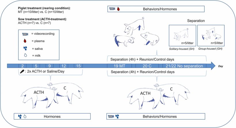 Fig. 1. Panoramica del disegno sperimentale. La freccia blu rappresenta una linea temporale con i giorni del periodo di lattazione per la scrofa e i giorni di vita per i suinetti (PND - giorno postnatale). La parte inferiore sinistra della panoramica mostra la traiettoria e il campionamento delle scrofe durante il periodo di lattazione dal giorno 5 al giorno 15. La parte destra della panoramica mostra la traiettoria e il campionamento delle scrofe e dei suinetti durante la separazione materna, nonché le condizioni di separazione dei suinetti. La legenda spiega il significato di ciascun simbolo.
