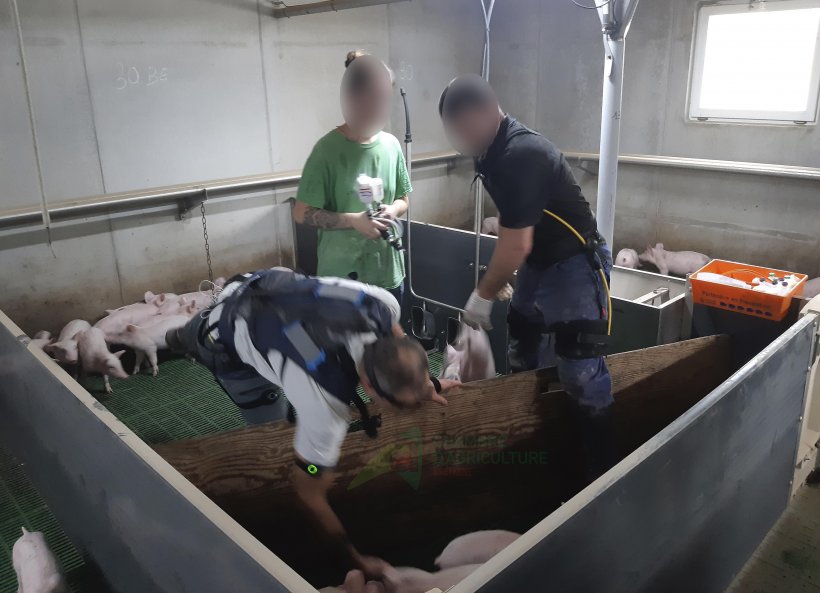 Allevatori di suini testano l'uso di esoscheletri per la vaccinazione dei suinetti. Fonte: Camera dell'Agricoltura della Bretagna.