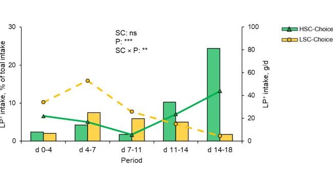 Fig. 1. Assunzione di una dieta ipoproteica arricchita di aminoacidi da parte di suinetti a cui è stata offerta una scelta dietetica (Choice) in condizioni sanitarie elevate (HSC) e basse (LSC). Nel trattamento Choice, i suinetti potevano scegliere di consumare una dieta ipoproteica con Lys, Met, Thr, Trp, Val, Leu, Ile, His carenti del 20% (LP-) o superiori del 20% (LP+) per il massimo incremento di peso corporeo (CVB, 2020). L'assunzione della dieta LP+ è mostrata sia come percentuale dell'assunzione totale (somma delle diete LP+ e LP-, linee) sia come valore assoluto (barre). La proporzione di assunzione della dieta LP+ è stata analizzata con un modello lineare che includeva l'effetto delle condizioni sanitarie (SC), del periodo (P) e dell'interazione SC × P. *** quando P < 0,001, ** quando P < 0,05, ns quando P > 0,5.