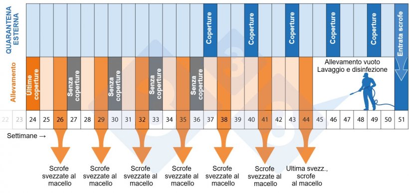 Figura 2. Calendario del programma di depopolamento-ripopolamento.
