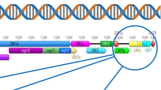 Figura 1: Rappresentazione schematica del genoma completo del PRRSV (GenBank U87392) e delle regioni bersaglio in diversi test diagnostici. Negli Stati Uniti, i test RT-PCR per rilevare i virus vaccinali vivi modificati (MLV) hanno come bersaglio la regione nsp2, mentre il sequenziamento CLAMP per bloccare l'amplificazione dei virus vaccinali MLV durante il sequenziamento Sanger ha come bersaglio il gene ORF5.