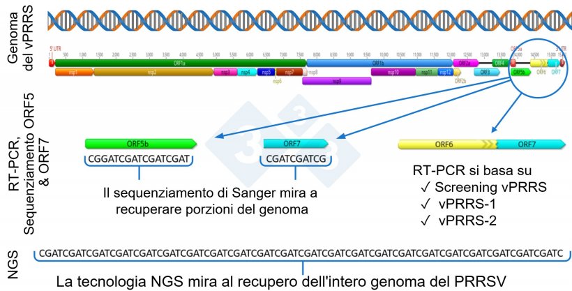 Figura&nbsp;1: Rappresentazione schematica del genoma completo del PRRSV (GenBank U87392) e delle regioni bersaglio in diversi test diagnostici. Negli Stati Uniti, i test RT-PCR per rilevare i virus vaccinali vivi modificati (MLV) hanno come bersaglio la regione nsp2, mentre il sequenziamento CLAMP per bloccare l&#39;amplificazione dei virus vaccinali MLV durante il sequenziamento Sanger ha come bersaglio il gene ORF5.
