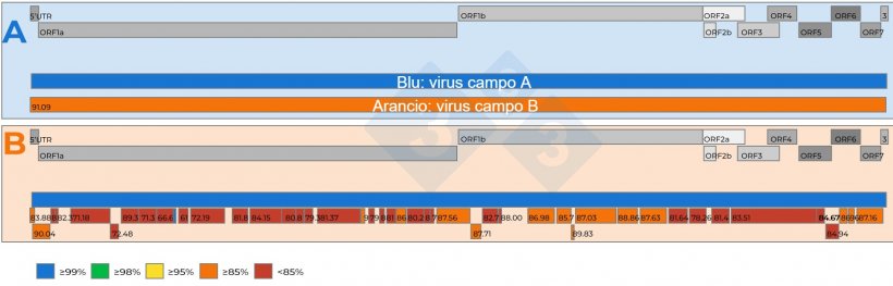 Figura&nbsp;2: A) Rappresentazione schematica del confronto di due sequenze complete del genoma del PRRSV recuperate da campioni di siero aggregati 15:1 con un Ct di 18,4. &Egrave; stato stabilito un virus di riferimento (blu). Il livello di similarit&agrave; nucleotidica tra i virus &egrave; rappresentato dai numeri nei riquadri rossi. B) Rappresentazione schematica di un confronto tra due sequenze del genoma di vPRRS recuperate da campioni di siero aggregati 5:1 con un Ct di 19,5. Un virus &egrave; stato impostato come ceppo di riferimento (blu). Il livello di similarit&agrave; nucleotidica tra i frammenti di genoma recuperati dal secondo virus &egrave; codificato a colori e rappresentato anche da numeri nei riquadri rossi. I geni del genoma di vPRRS sono rappresentati nella parte superiore di entrambi i pannelli A e B. I singoli ORF presenti in una sequenza completa del genoma di vPRRS sono rappresentati nella parte superiore di entrambi i pannelli A e B.
