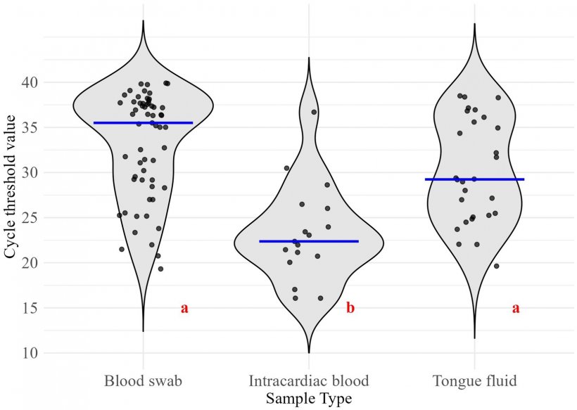 Figura 1. Distribuzione dei valori soglia del ciclo per i tipi di campione raccolti. Diverse lettere rosse indicano differenze significative (α=0,05). Le linee blu rappresentano le mediane dei gruppi. Dimensioni del campione per i risultati positivi al PRRSV: tampone ematico (n=59), sangue intracardiaco (n=17), fluido linguale (n=28).