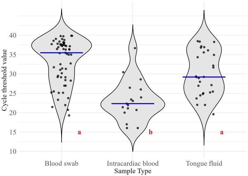 Figura 1. Distribuzione dei valori soglia del ciclo per i tipi di campione raccolti. Diverse lettere rosse indicano differenze significative (α=0,05). Le linee blu rappresentano le mediane dei gruppi. Dimensioni del campione per i risultati positivi al PRRSV: tampone ematico (n=59), sangue intracardiaco (n=17), fluido linguale (n=28).