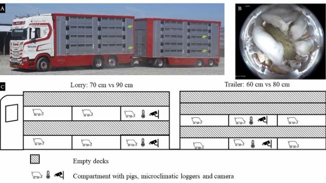 Fig. 1. Autotreno commerciale a 4 piani e rimorchio a 5 piani utilizzati per 32 viaggi sperimentali con suini da 20-25 kg (16 viaggi lunghi e 16 viaggi brevi). A) Le frecce verdi indicano i compartimenti videomonitorati sui piani 1 e 3, rispettivamente nei compartimenti posteriori dell'autocarro e nel compartimento centrale del rimorchio. Le altezze dei piani nell'autocarro erano di 70 cm (condizioni commerciali) e 90 cm (condizioni sperimentali), mentre le altezze dei piani nel rimorchio erano di 60 cm (condizioni commerciali) e 80 cm (condizioni sperimentali). B) Fotogramma tratto dalle registrazioni video del piano a 60 cm di altezza. C) Schizzo del veicolo che illustra i piani e i compartimenti con suini e i compartimenti con suini, i registratori microclimatici e le telecamere. Ogni piano era composto da tre compartimenti.