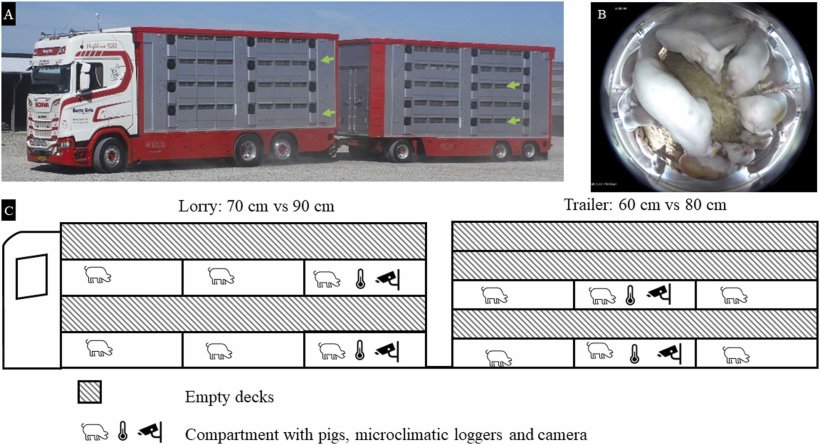 Fig. 1. Autotreno commerciale a 4 piani e rimorchio a 5 piani utilizzati per 32 viaggi sperimentali con suini da 20-25 kg (16 viaggi lunghi e 16 viaggi brevi). A) Le frecce verdi indicano i compartimenti videomonitorati sui piani 1 e 3, rispettivamente nei compartimenti posteriori dell'autocarro e nel compartimento centrale del rimorchio. Le altezze dei piani nell'autocarro erano di 70 cm (condizioni commerciali) e 90 cm (condizioni sperimentali), mentre le altezze dei piani nel rimorchio erano di 60 cm (condizioni commerciali) e 80 cm (condizioni sperimentali). B) Fotogramma tratto dalle registrazioni video del piano a 60 cm di altezza. C) Schizzo del veicolo che illustra i piani e i compartimenti con suini e i compartimenti con suini, i registratori microclimatici e le telecamere. Ogni piano era composto da tre compartimenti.