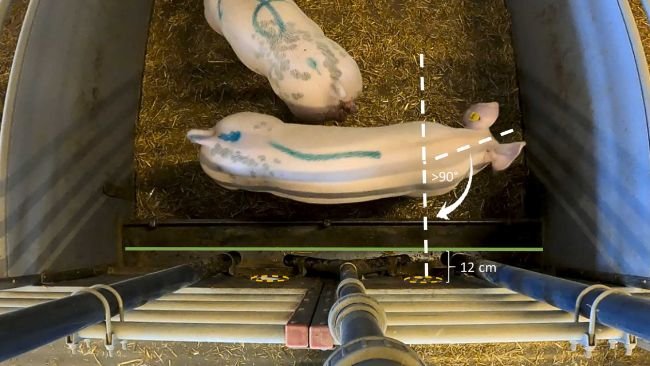 Fig. 4. Vista dall'alto del recinto sperimentale, ripresa dalla telecamera, con due maiali in evidenza. Il centro della mangiatoia è contrassegnato da una linea verde, che in questa vista si trovava a circa 12 cm dai punti di inserimento, evidenziati dai cerchi arancioni tratteggiati. Il maiale nella parte anteriore del recinto illustra la posizione per un punteggio di reazione 5 ("uscita"), essendosi girato di oltre 90 gradi rispetto al punto di inserimento destro entro 6 secondi dal raggiungimento del criterio di avvicinamento. Fonte:https://doi.org/10.1016/j.applanim.2025.106713.