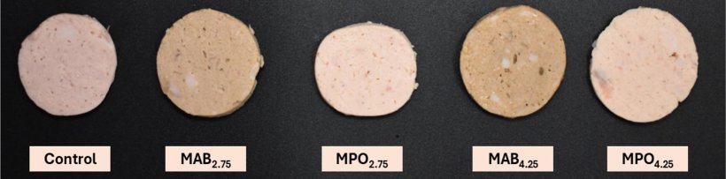 Fig. 1. Mortadella di controllo e mortadelle riformulate addizionate con farina di steli di Agaricus bisporus (ABSF) e farina di steli di Pleurotus ostreatus (POSF) come sostituti del cloruro di sodio e dell&#39;amido.Controllo: mortadella con 2,5% di sale e 3% di fecola di patate, MAB2,75: mortadella con 2,75% di ABSF, 1,25% di sale, 0,015% di tripolifosfato di sodio e 1,5% di fecola di patate, MPO2,75: mortadella con 2,75% di POSF, 1,25% di sale, 0,015% di tripolifosfato di sodio e 1,5% di fecola di patate, MAB4,25: mortadella con 4,25% di ABSF, 1,25% di sale, 0,015% di tripolifosfato di sodio e 0% di fecola di patate, MPO4,25: mortadella con 4,25% di POSF, 1,25% di sale, 0,015% di tripolifosfato di sodio e 0% di fecola di patate. Fonte:&nbsp;
https://doi.org/10.1016/j.meatsci.2025.109888.
