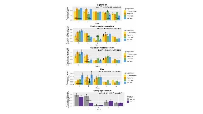 Fig. 2. Percentuale di scansioni con esplorazione o percentuale di intervalli con interazioni sociali positive, interazioni sociali negative, gioco e comportamento dannoso nel corso delle settimane sperimentali per ciascun trattamento luminoso (spettro luminoso nei quattro grafici superiori e luce UVB nel grafico inferiore). I dati sono presentati come medie grezze ± SE (LxW: spettro luminoso per interazione settimanale, UVBxW: luce UVB per interazione settimanale, LxUVB: spettro luminoso per interazione con luce UVB, NS: non significativo, ▪: 0,1>p>0,05, ⁎: 0,05>p>0,01, ⁎⁎: 0,01>p>0,001, ⁎⁎⁎: p<0,001). Fonte:https://doi.org/10.1016/j.applanim.2025.106711.
