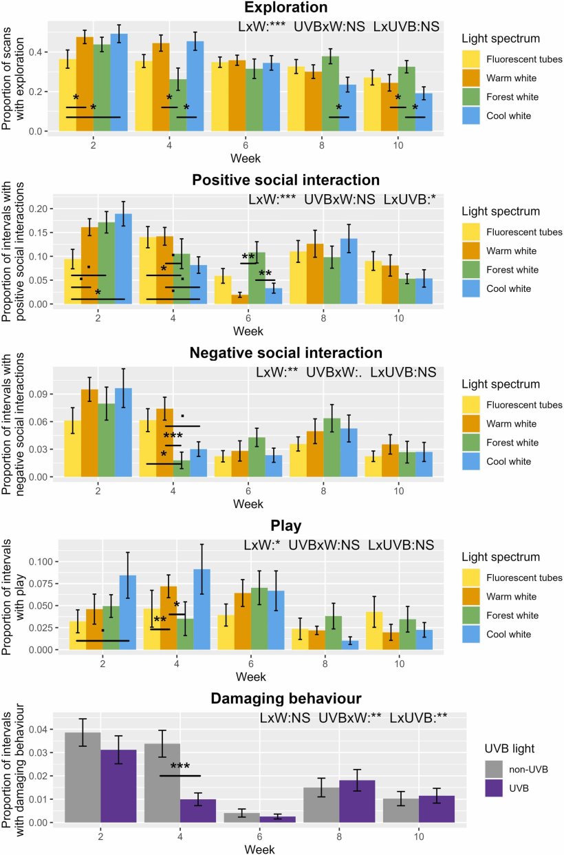 Fig. 2. Percentuale di scansioni con esplorazione o percentuale di intervalli con interazioni sociali positive, interazioni sociali negative, gioco e comportamento dannoso nel corso delle settimane sperimentali per ciascun trattamento luminoso (spettro luminoso nei quattro grafici superiori e luce UVB nel grafico inferiore). I dati sono presentati come medie grezze ± SE (LxW: spettro luminoso per interazione settimanale, UVBxW: luce UVB per interazione settimanale, LxUVB: spettro luminoso per interazione con luce UVB, NS: non significativo, ▪: 0,1>p>0,05, ⁎: 0,05>p>0,01, ⁎⁎: 0,01>p>0,001, ⁎⁎⁎: p<0,001). Fonte:https://doi.org/10.1016/j.applanim.2025.106711.