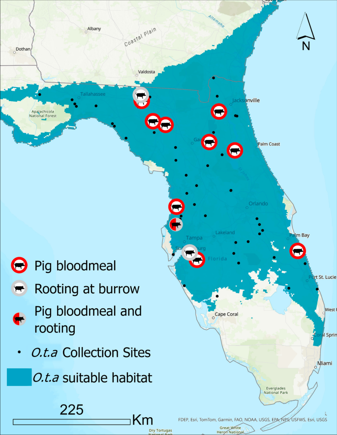 Fig. 1.Contatto tra zecche molli vettori del virus della peste suina africana e cinghiali invasivi nel sud-est degli Stati Uniti. Fonte:doi: 10.1186/s13071-025-06811-1. PMID: 40355881; PMCID: PMC12070667.