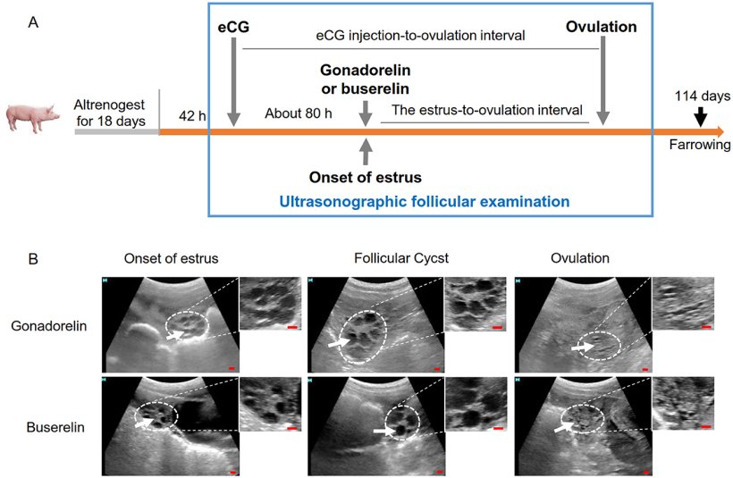 Figura 2. Flusso di lavoro dell'esame ecografico ovarico e immagini tipiche dei follicoli nelle scrofette. (A) Diagramma schematico del flusso di lavoro sperimentale. Il monitoraggio follicolare ad alta frequenza &egrave; stato effettuato dall'estro alla fase ovulatoria, contrassegnata da un riquadro rettangolare blu. (B) Fotografie dell'ecografia follicolare suina. Le immagini ecografiche sono state acquisite con il dispositivo HS-1600V. Le ovaie apparivano come echi grigi o bianchi (linee tratteggiate bianche). All'inizio dell'estro, i follicoli sono stati visualizzati come forme circolari scure (frecce bianche) e durante la fase post-ovulatoria, i cluster scuri all'interno dello stroma ovarico sono stati considerati follicoli antrali immaturi. Barre di scala: 10 mm.Fonte:https://doi.org/10.3389/fvets.2025.1612713

