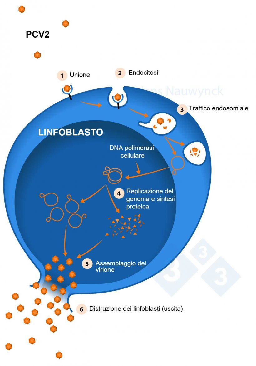 I linfoblasti sono le cellule in cui si replica il PCV2, quindi pi&ugrave; linfoblasti ci sono, pi&ugrave; il PCV2 si replicher&agrave;.
