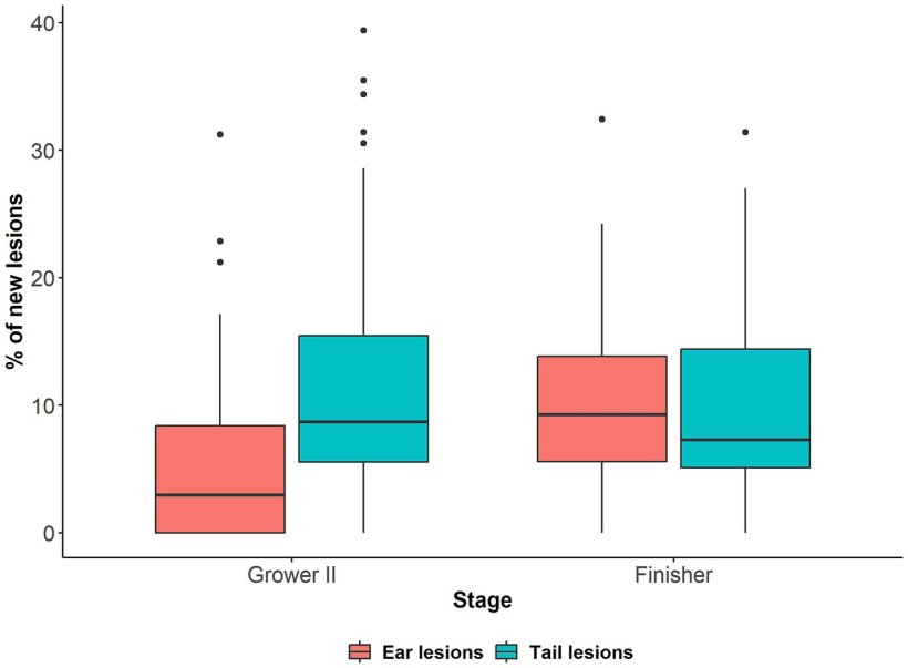 Figura 2: Percentuale (%) di suini con nuove lesioni alla coda e alle orecchie (vale a dire, punteggio ≥1) in 48 box misti (n=1.676) all'arrivo alla seconda fase di accrescimento (accrescimento II, 14 settimane di età) rispetto all'arrivo alla fase precedente (accrescimento I, 12 settimane di età) e all'arrivo alla fase di ingrasso (18 settimane di età) rispetto all'arrivo alla fase precedente (accrescimento II).Fonte: doi: 10.3389/fvets.2025.1523663