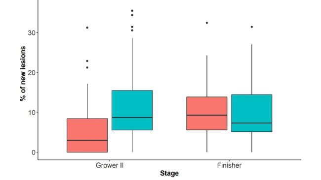 Figura 2: Percentuale (%) di suini con nuove lesioni alla coda e alle orecchie (vale a dire, punteggio ≥1) in 48 box misti (n=1.676) all'arrivo alla seconda fase di accrescimento (accrescimento II, 14 settimane di età) rispetto all'arrivo alla fase precedente (accrescimento I, 12 settimane di età) e all'arrivo alla fase di ingrasso (18 settimane di età) rispetto all'arrivo alla fase precedente (accrescimento II).Fonte: doi: 10.3389/fvets.2025.1523663