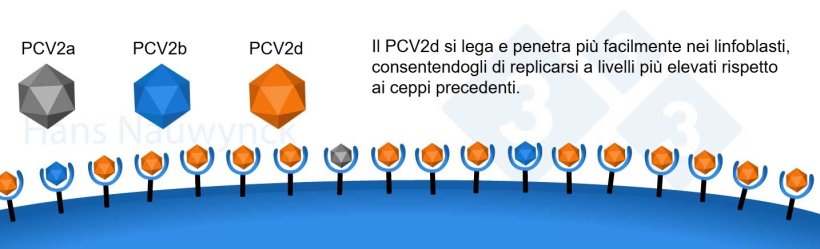 Il PCV2 &egrave; un virus in continua evoluzione. Il PCV2d &egrave; diventato l&#39;attuale ceppo dominante, modificando la sua superficie per legarsi meglio ai suoi recettori sui linfoblasti.
