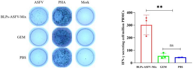 Figura 5. Quantificazione delle cellule T produttrici di IFN-γ antigene-specifiche per milione di PBMC nei suinetti immunizzati mediante saggio ELIspot. Le PBMC isolate sono state stimolate con 100 µL del ceppo ASFV HLJ/18 (106 TCID50) per pozzetto. I risultati sono stati letti utilizzando il sistema di lettura AID iSpot FluoroSpot e sono state calcolate le cellule T produttrici di IFN-γ per milione di PBMC. Le differenze nei risultati sono state analizzate mediante un'analisi della varianza a un fattore. La significatività statistica è stata definita come segue: ns, p ≥ 0,05; **, p < 0,01.Fonte: Vaccines 2025, 13, 5. https://doi.org/10.3390/vaccines13010005