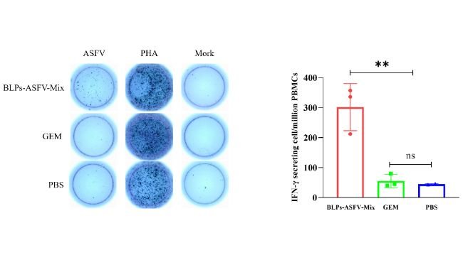 Figura 5. Quantificazione delle cellule T produttrici di IFN-γ antigene-specifiche per milione di PBMC nei suinetti immunizzati mediante saggio ELIspot. Le PBMC isolate sono state stimolate con 100 µL del ceppo ASFV HLJ/18 (106 TCID50) per pozzetto. I risultati sono stati letti utilizzando il sistema di lettura AID iSpot FluoroSpot e sono state calcolate le cellule T produttrici di IFN-γ per milione di PBMC. Le differenze nei risultati sono state analizzate mediante un'analisi della varianza a un fattore. La significatività statistica è stata definita come segue: ns, p ≥ 0,05; **, p < 0,01.Fonte: Vaccines 2025, 13, 5. https://doi.org/10.3390/vaccines13010005