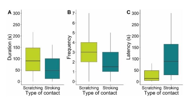 Fig. 3. Durata (A) e frequenza (B) di ciascun tipo di contatto e latenza fino al primo cottato (C), media per animale nelle due sessioni di test. Dodici scrofette sono state lasciate scegliere liberamente individualmente tra due conduttori nel loro recinto di casa; un conduttore le accarezzava all'avvicinamento, l'altro le graffiava. Il test è durato 300 s. Statistiche: A) GLMM, confronto con il punto di indifferenza ns, B) GLMM, confronto modello pieno-nullo ns, C) test dei ranghi con segno di Wilcoxon, ns.Fonte:https://doi.org/10.1016/j.applanim.2025.106768.