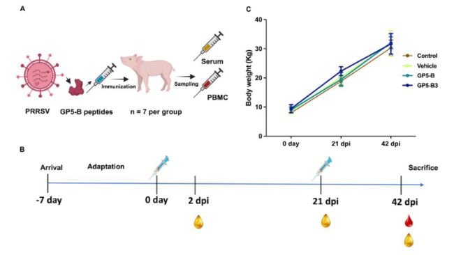 Figura 1. Disegno sperimentale e peso corporeo dei suinetti dopo l'immunizzazione. (A) Rappresentazione schematica del disegno sperimentale; i suinetti sono stati immunizzati con peptidi GP5-B o GP5-B3 e sono stati raccolti campioni di siero e sangue. Inoltre, sono stati istituiti due gruppi di controllo (N = 7): un gruppo di controllo e un gruppo veicolo. (B) La cronologia dell'esperimento mostra l'immunizzazione ai giorni 0 e 21, nonché il campionamento del siero a 2 dpi, 21 dpi e 42 dpi. Infine, il campionamento del sangue è stato effettuato a 42 dpi. (C) Monitoraggio del peso corporeo dei suinetti nei quattro gruppi. (N = 7 per gruppo). I pesi medi dei sette suini in ciascun gruppo sono rappresentati da linee colorate e gli intervalli interquartili sono mostrati dalle barre di errore. È stata utilizzata un'ANOVA a due vie seguita dal test post hoc di Tukey per valutare la significatività statistica. L'analisi non ha rivelato differenze significative nel peso tra i gruppi. Fonte: Vaccines 2024, 12, 652. https://doi.org/10.3390/vaccines12060652