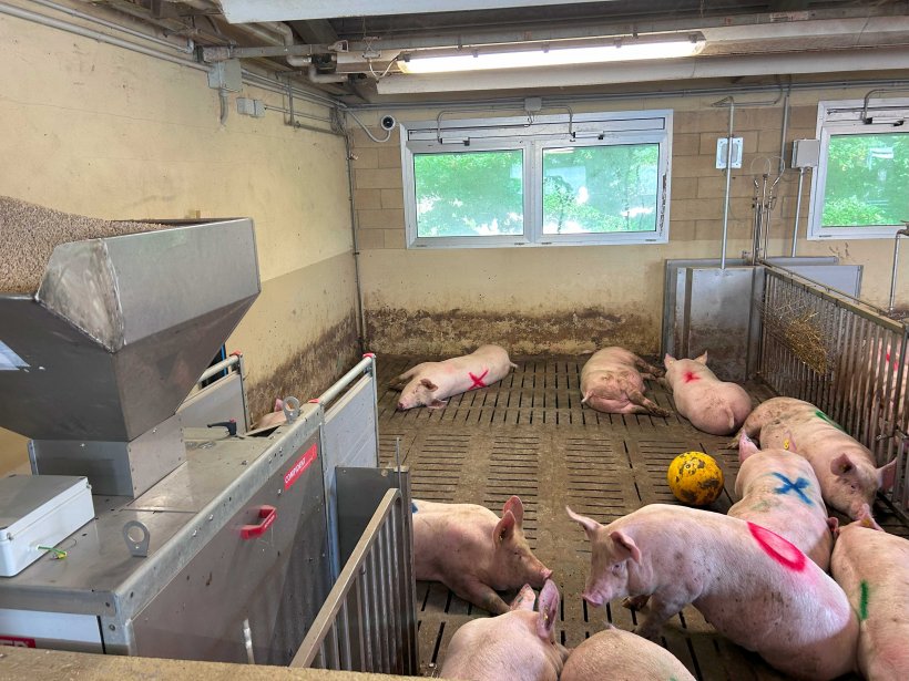 Stalla sperimentale presso l&#39;Universit&agrave; di Padova con sistemi di controllo elettronico dell&#39;alimentazione
