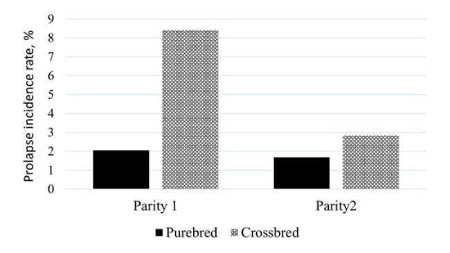 igura 1. Percentuale media di prolasso in due categorie di parto diverse con due linee genetiche diverse (pure e ibride)