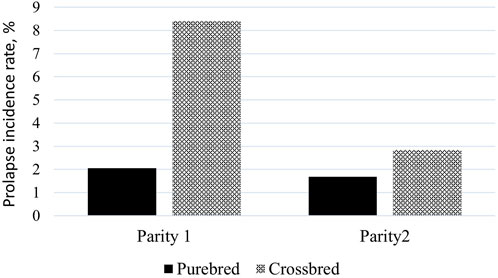 igura 1. Percentuale media di prolasso in due categorie di parto diverse con due linee genetiche diverse (pure e ibride)
