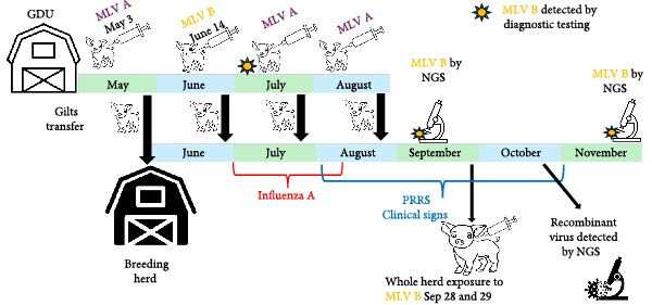 Movimento degli animali, esposizione al vaccino vivo modificato (MLV), sequenza di eventi dei test di sequenziamento di nuova generazione (NGS) nell'unità di sviluppo delle scrofette (GDU) e nella mandria riproduttiva.