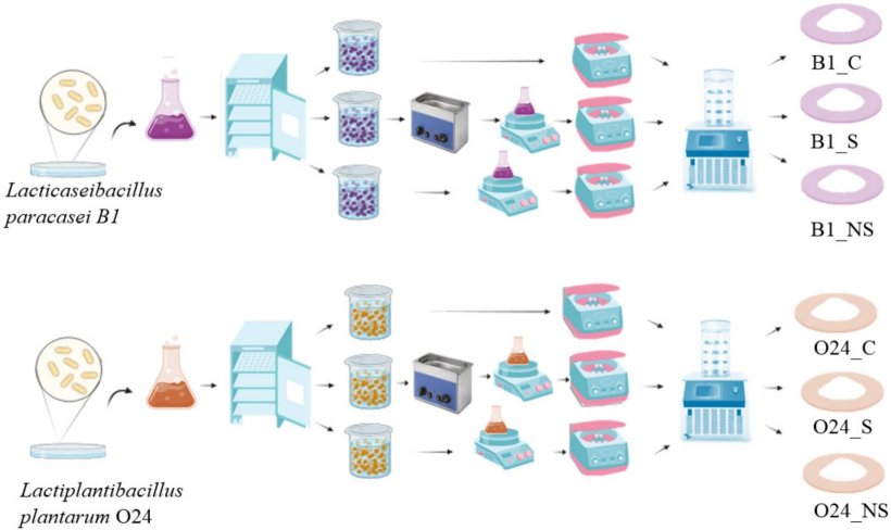 Fig. 1. Schema del processo per ottenere CFS liofilizzato. [L'illustrazione è stata preparata utilizzando lo strumento BioRender (https://www.biorender.com/; versione demo, accesso 04.2024)].
