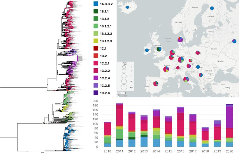 Fig. 1 Albero filogenetico ML dei virus dell&#39;influenza A H1 circolanti nei suini in Europa nel periodo 2010-2020. I dati di sequenza dei suini nei paesi europei tra gennaio 2010 e dicembre 2020 sono colorati in base al lignaggio genetico, come mostrato nella legenda; i nomi dei ceppi con sequenze identiche sono concatenati (n = 1.563). I ceppi varianti, i CVV e i ceppi del vaccino stagionale umano sono inclusi come ceppi di riferimento e sono colorati in grigio (n = 55). Le proporzioni di ciascun lignaggio sono tracciate per paese su una mappa geografica MicroReact e la frequenza di ciascun lignaggio genetico rilevato all&#39;anno &egrave; mostrata sulla linea temporale (n = 1.697).Fonte: Virol. 2025 Jul 22;99(7):e0030625.
