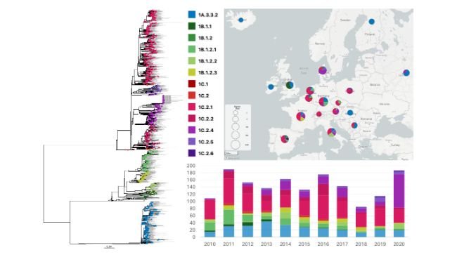 Fig. 1 Albero filogenetico ML dei virus dell'influenza A H1 circolanti nei suini in Europa nel periodo 2010-2020. I dati di sequenza dei suini nei paesi europei tra gennaio 2010 e dicembre 2020 sono colorati in base al lignaggio genetico, come mostrato nella legenda; i nomi dei ceppi con sequenze identiche sono concatenati (n = 1.563). I ceppi varianti, i CVV e i ceppi del vaccino stagionale umano sono inclusi come ceppi di riferimento e sono colorati in grigio (n = 55). Le proporzioni di ciascun lignaggio sono tracciate per paese su una mappa geografica MicroReact e la frequenza di ciascun lignaggio genetico rilevato all'anno è mostrata sulla linea temporale (n = 1.697).Fonte: Virol. 2025 Jul 22;99(7):e0030625.
