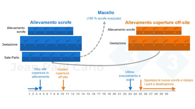 Figura 2. Cronologia e diagramma di flusso degli animali durante il periodo di depopolamento-ripopolamento.
