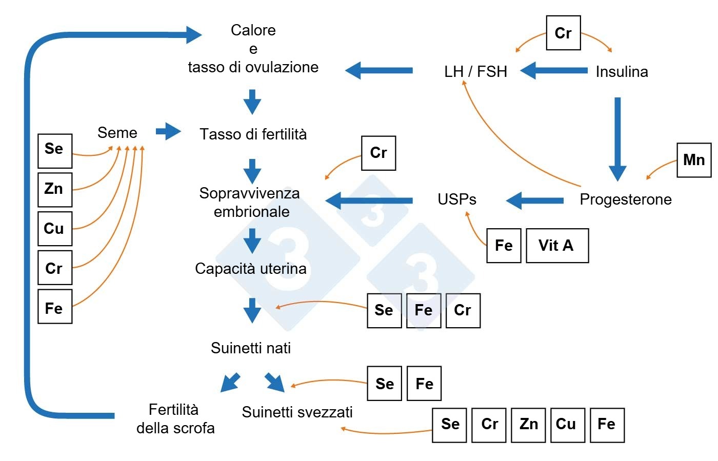 Componenti della produttività delle scrofe