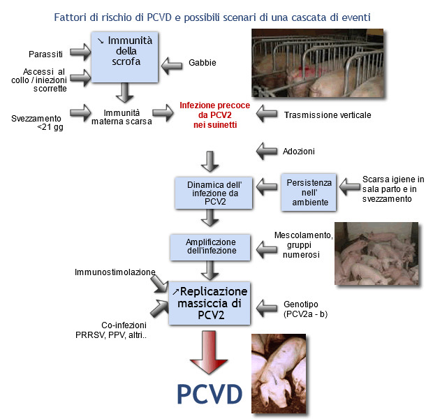 PCVD,fattori di rischio 