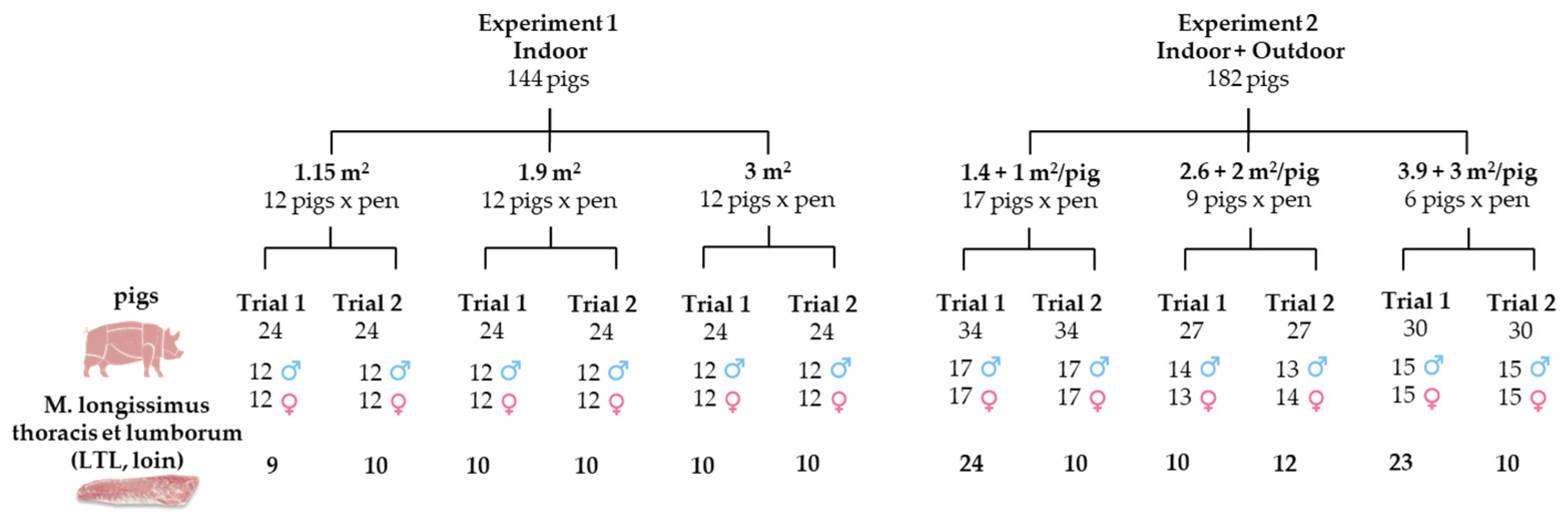 Figura 1. Disegno sperimentale che mostra il numero di animali assegnati ai diversi trattamenti SA e il numero di lombi campionati da ciascun gruppo sperimentale. Fonte: Foods 2025, 14, 2817.
