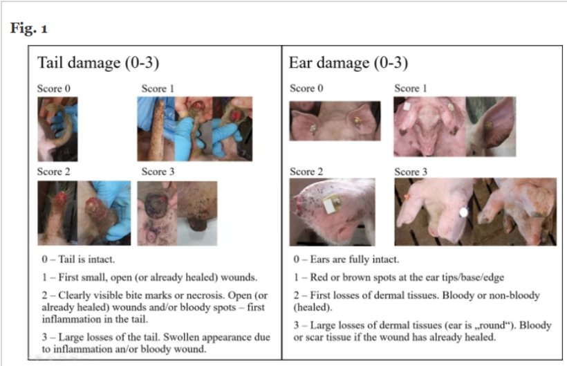 Punteggio per lesioni a coda e orecchie. Descrizione del punteggio per danni a coda e orecchie. Il punteggio per i danni alle orecchie corrisponde al punteggio dell'orecchio peggiore. Si noti che i danni derivanti da morsi e necrosi non vengono distinti nel punteggio. Immagini di Stefanie Nuphaus.Hegedűs, B., Galoro Leite, N., Bolhuis, J.E. et al. Genetic parameters and potential of reducing tail and ear damage in pigs through breeding. Genet Sel Evol 57, 39 (2025). https://doi.org/10.1186/s12711-025-00976-0