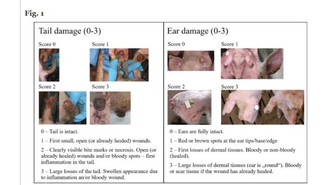 Punteggio per lesioni a coda e orecchie. Descrizione del punteggio per danni a coda e orecchie. Il punteggio per i danni alle orecchie corrisponde al punteggio dell'orecchio peggiore. Si noti che i danni derivanti da morsi e necrosi non vengono distinti nel punteggio. Immagini di Stefanie Nuphaus.Hegedűs, B., Galoro Leite, N., Bolhuis, J.E. et al. Genetic parameters and potential of reducing tail and ear damage in pigs through breeding. Genet Sel Evol 57, 39 (2025). https://doi.org/10.1186/s12711-025-00976-0