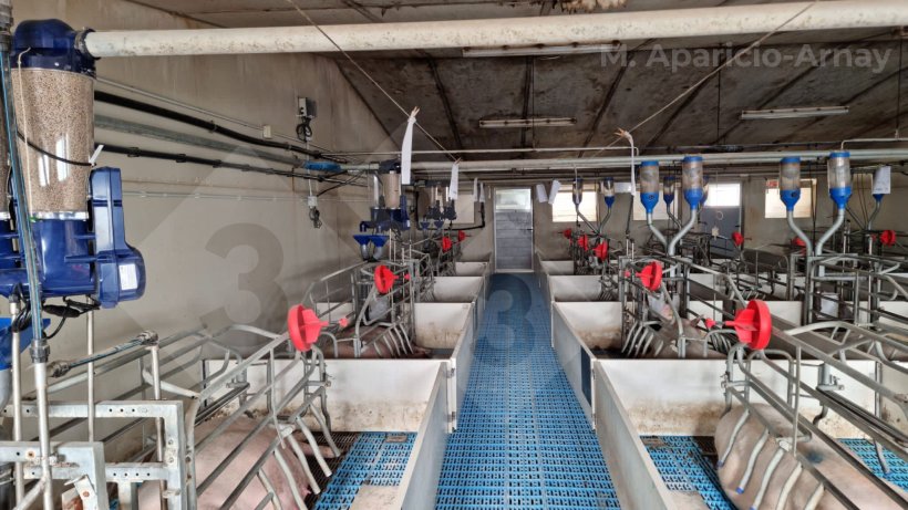 Foto 2. Alimentazione di precisione durante l&#39;allattamento della scrofa.
