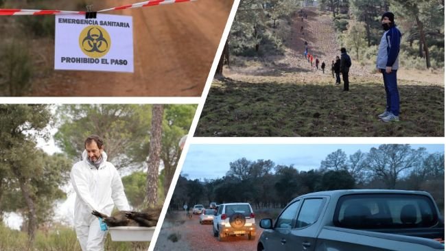 Figura 3: Simulazioni di PSA nei cinghiali.