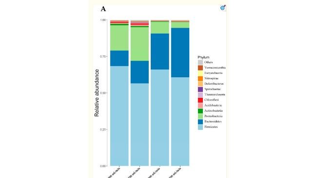 mostra i dodici principali phylum batterici nel contenuto del cieco. Firmicutes costituiva il filotipo più diffuso, comprendendo oltre il 57,0% della popolazione microbica del cieco, seguito da Proteobacteria, Actinobacteria, Acidobacteria, Chloroflexi, Thaumarchaeota, Spirochaetae, Deferribacteres, Nitrospirae, Euryarchaeota e Verrucomicrobia. La DWT a 30 °C ha aumentato l'abbondanza relativa di Bacteroidetes e diminuito l'abbondanza relativa di Proteobacteria, Actinobacteria, Acidobacteria, Chloroflexi e Thaumarchaeota (p < 0,05). La DWF non ha avuto un effetto sostanziale sull'abbondanza relativa dei microbi. Non c'è stata alcuna interazione significativa tra DWT e DWF sul filotipo microbico (p > 0,05).Animals (Basel). 2020 Jun 18;10(6):1048. doi: 10.3390/ani10061048
