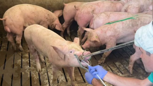 Campionamento tramite tampone tonsillare.
