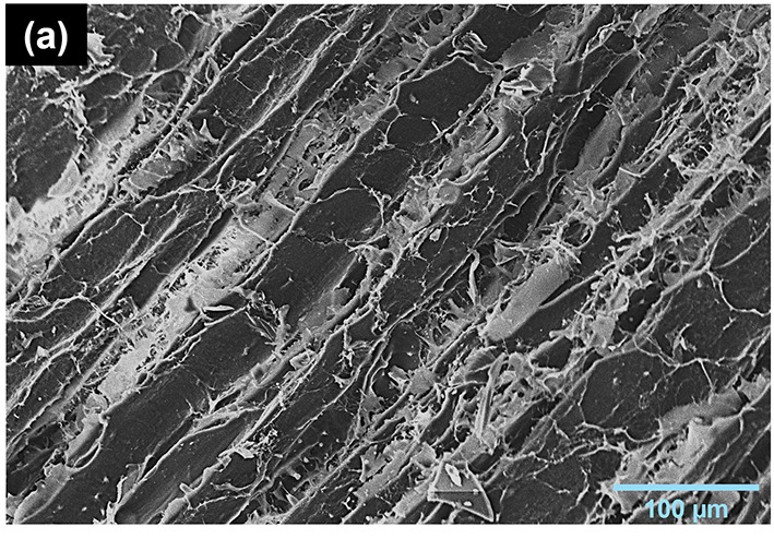 La Fig. 2a mostra la carne disidratata in modo convenzionale, dove si può osservare la sezione longitudinale delle miofibrille con lievi modifiche strutturali dovute al processo tradizionale.https://doi.org/10.1016/j.meatsci.2025.110011.